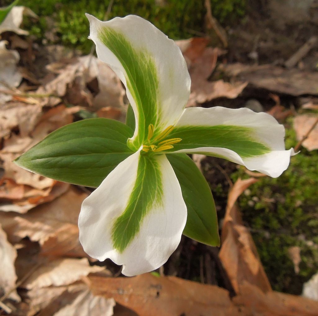 Trilliums (Trillium spp.)