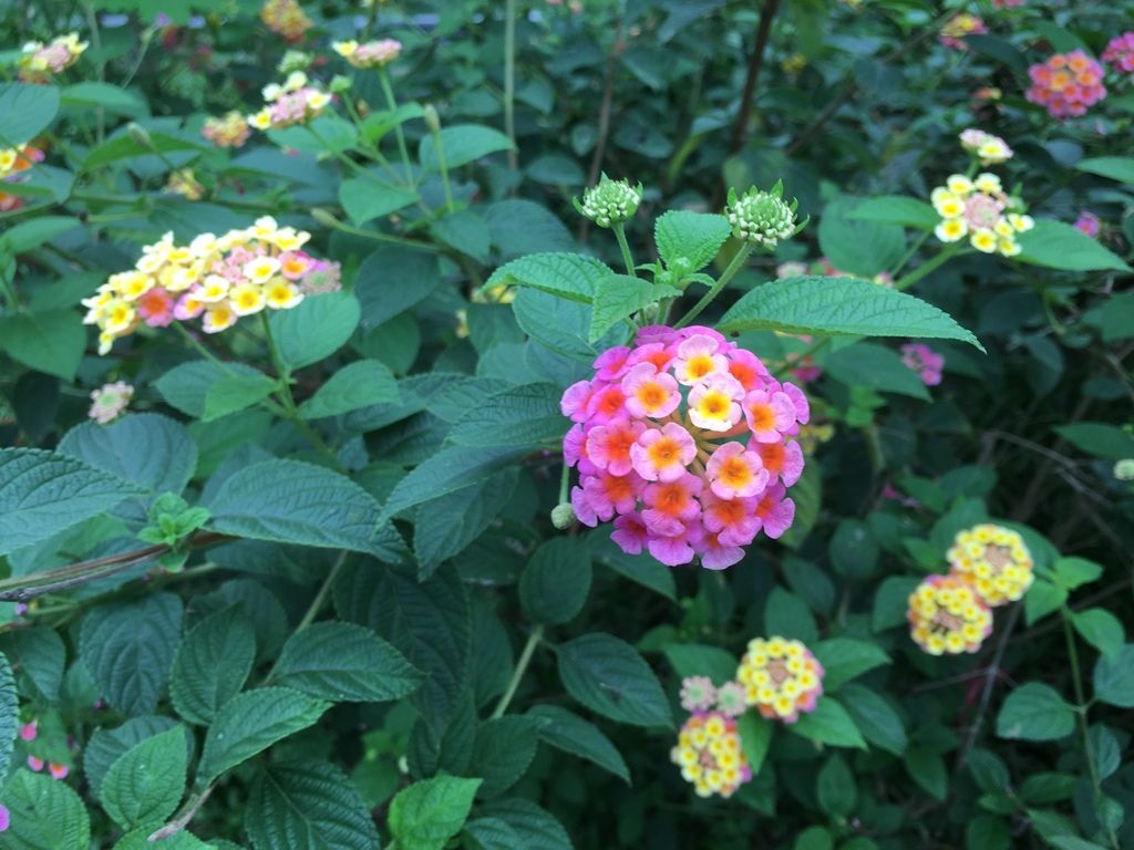 Lantanas (Lantana spp.)