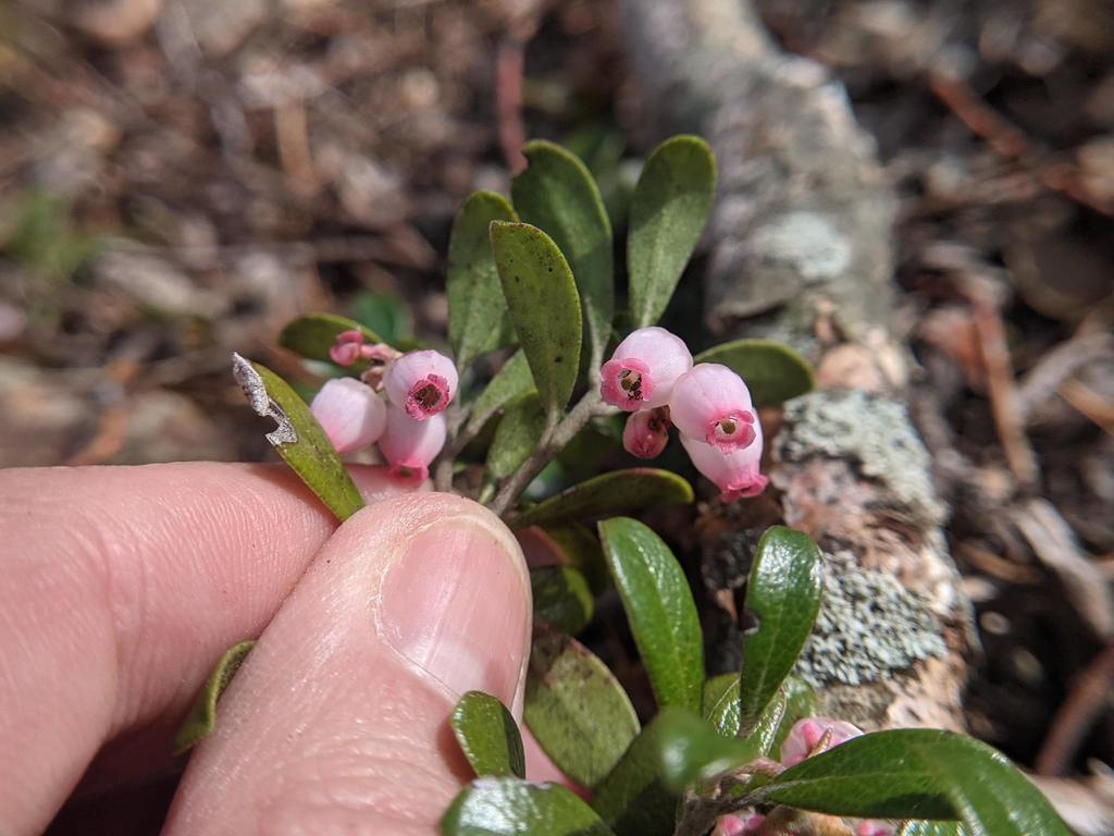 Kinnikinnick (Arctostaphylos spp.)
