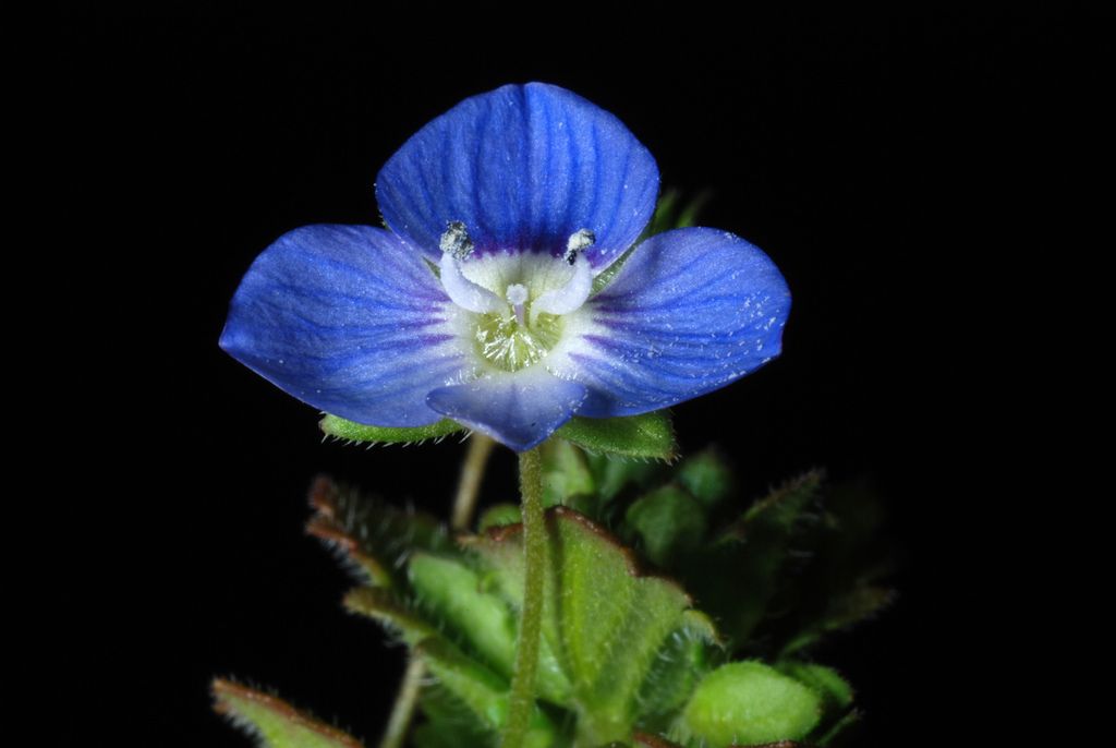 Speedwells (*Veronica* (native species))