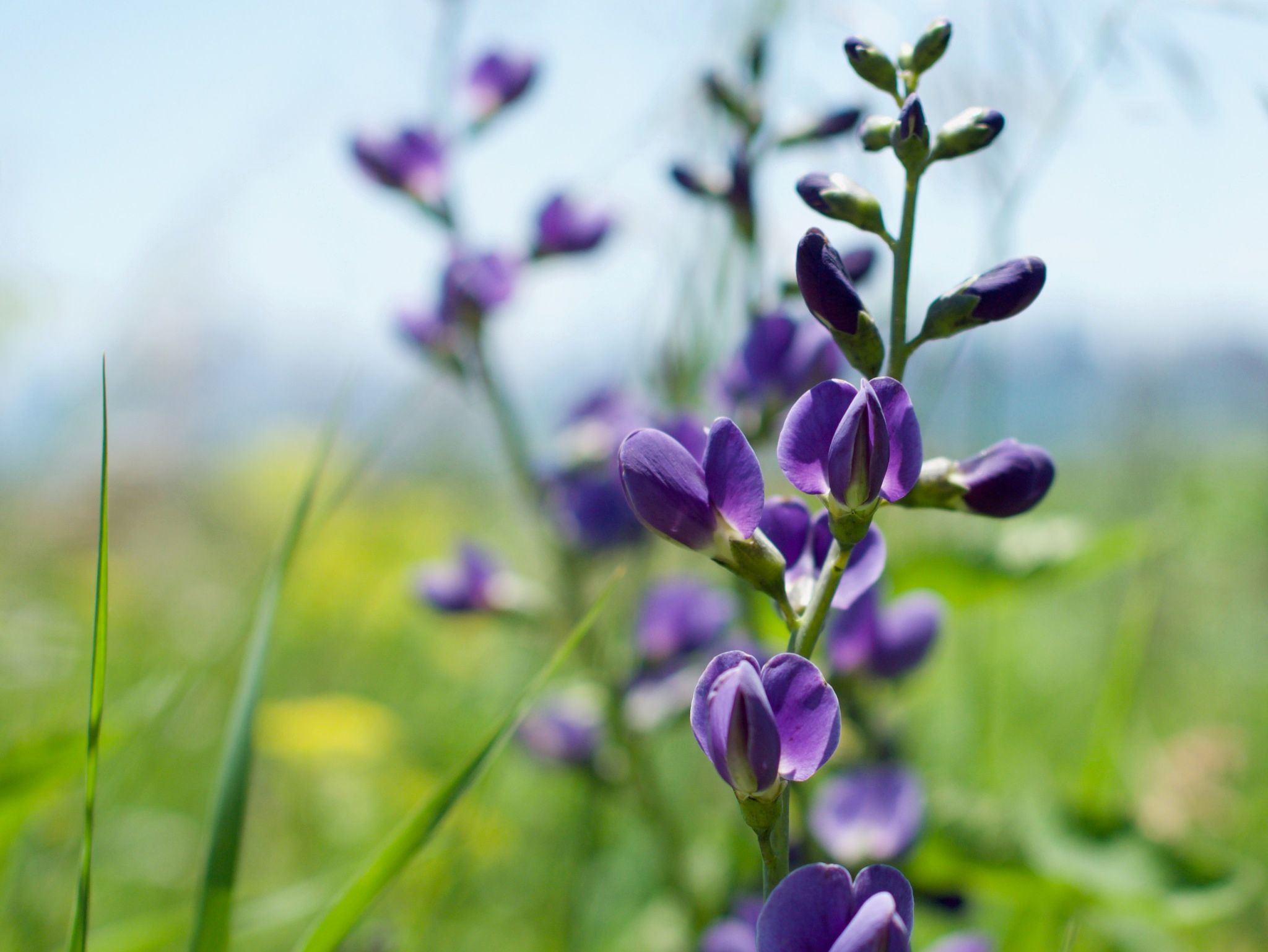 Wild indigos (*Baptisia* (genus))
