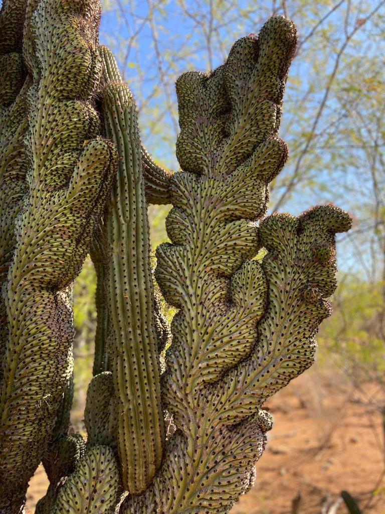 Organ pipe & relatives (Stenocereus (genus))