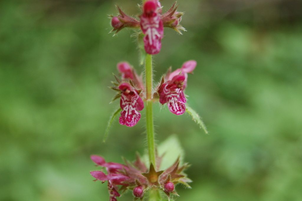 Woundworts / hedgenettles (*Stachys* spp.)