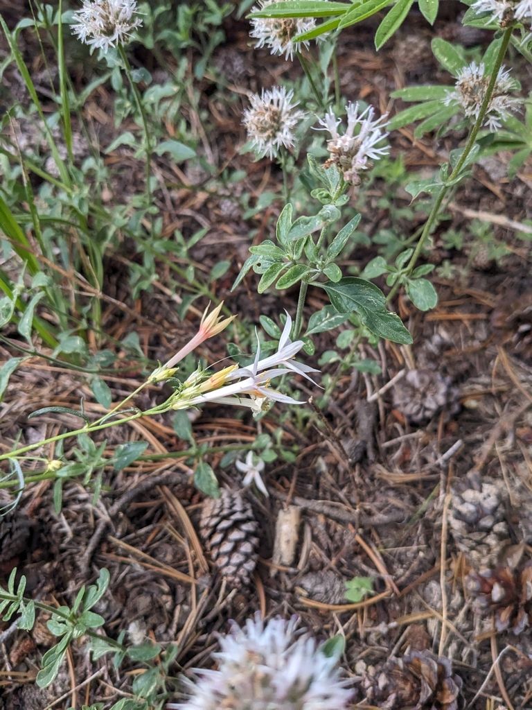 Ipomopsis (Ipomopsis spp.)