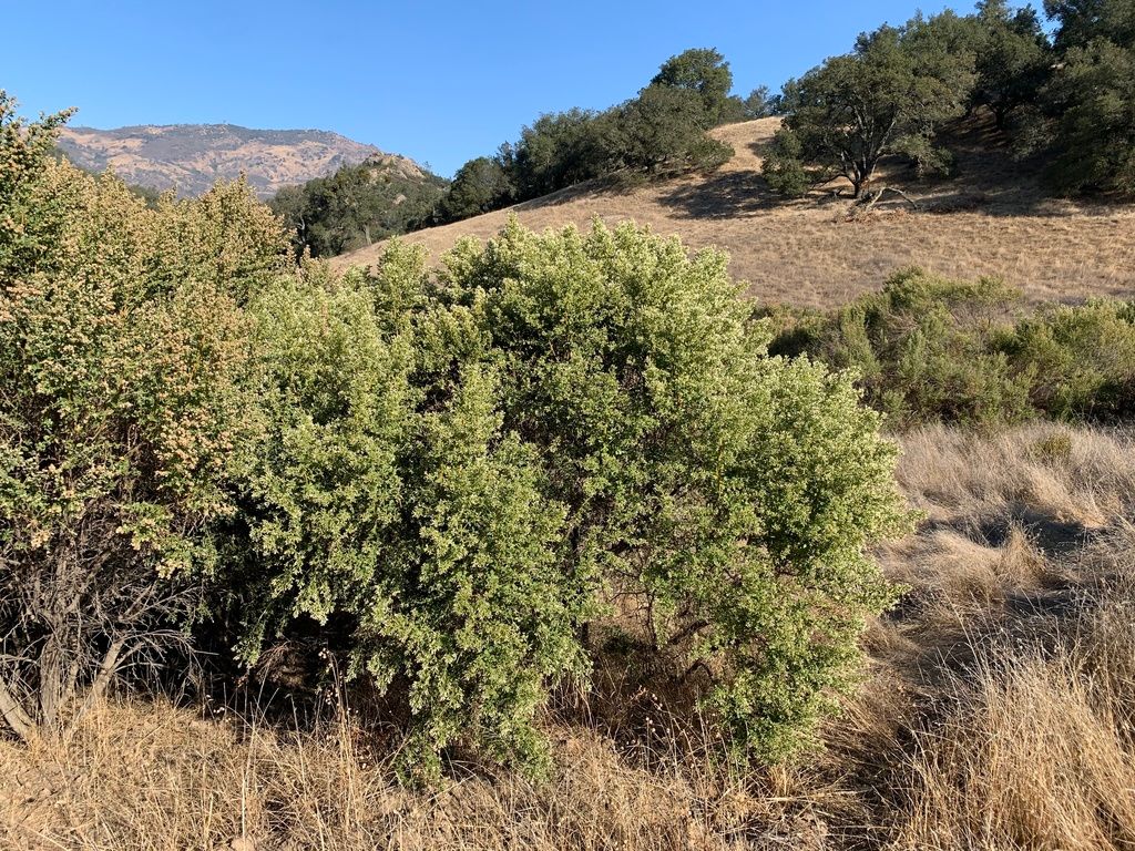Baccharis (mulefat/coyotebrush) (Baccharis spp.)