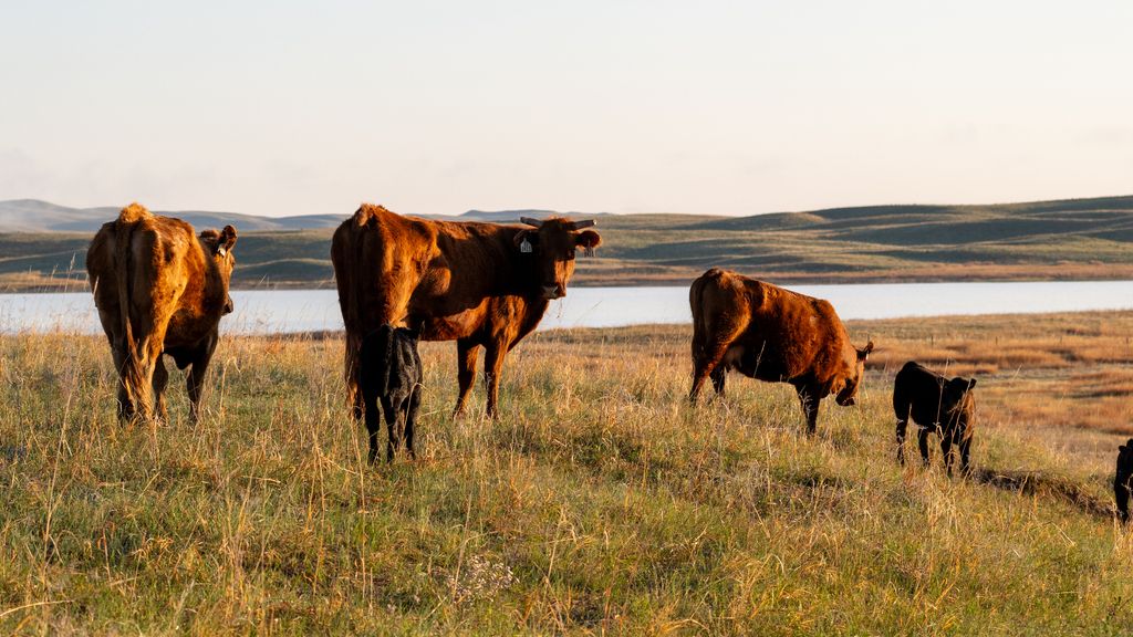 Nebraska Sand Hills