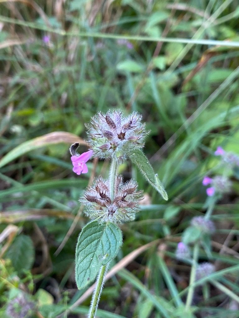 Wild thymes (native) (Thymus spp.)