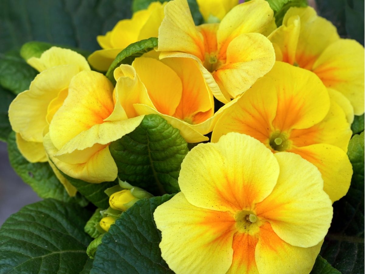 wildflowers-herbaceous-perennials-evening-primroses (2).jpg