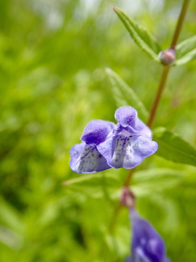 Skullcaps (*Scutellaria* (genus))