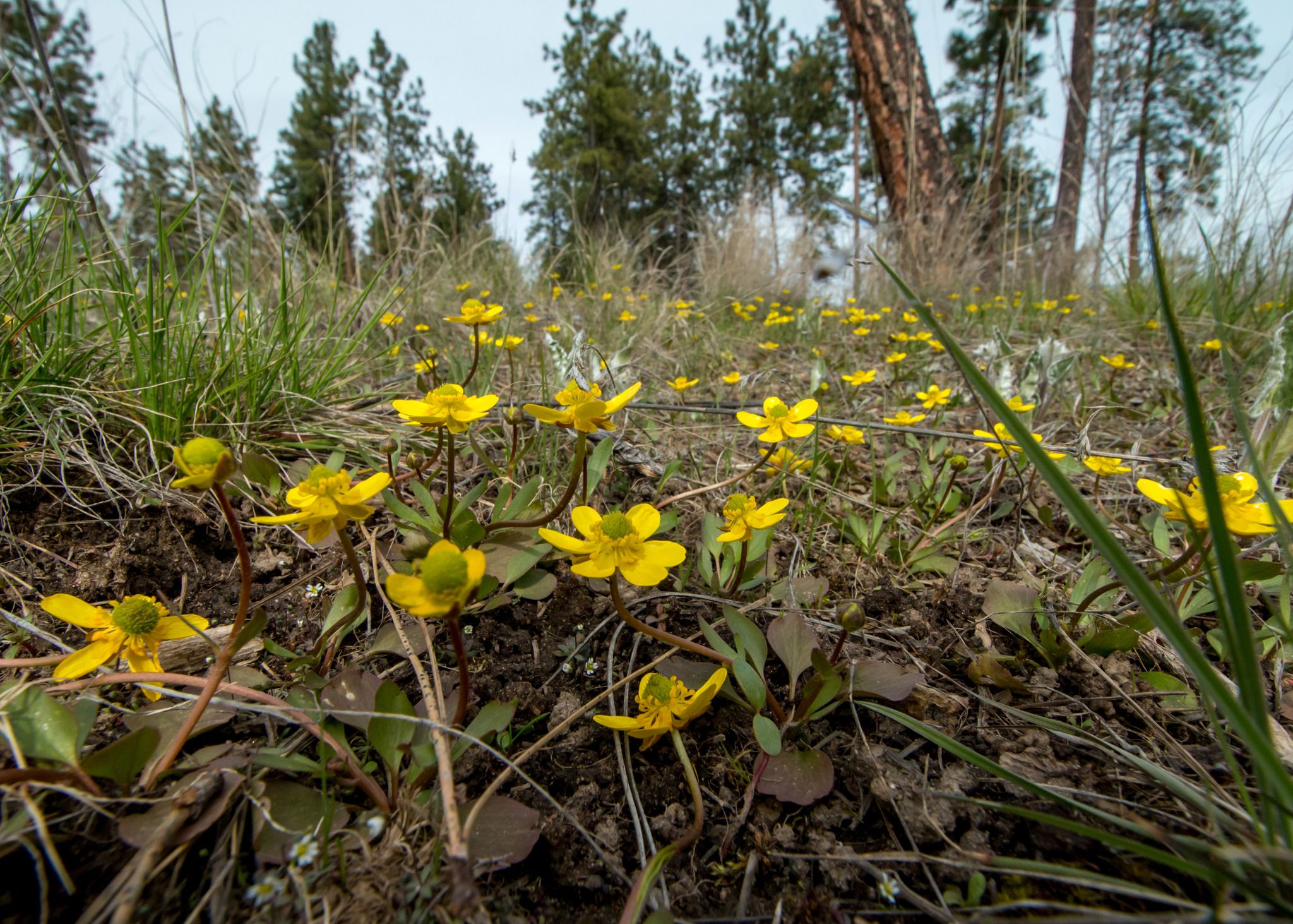 Buttercups (*Ranunculus* spp.)