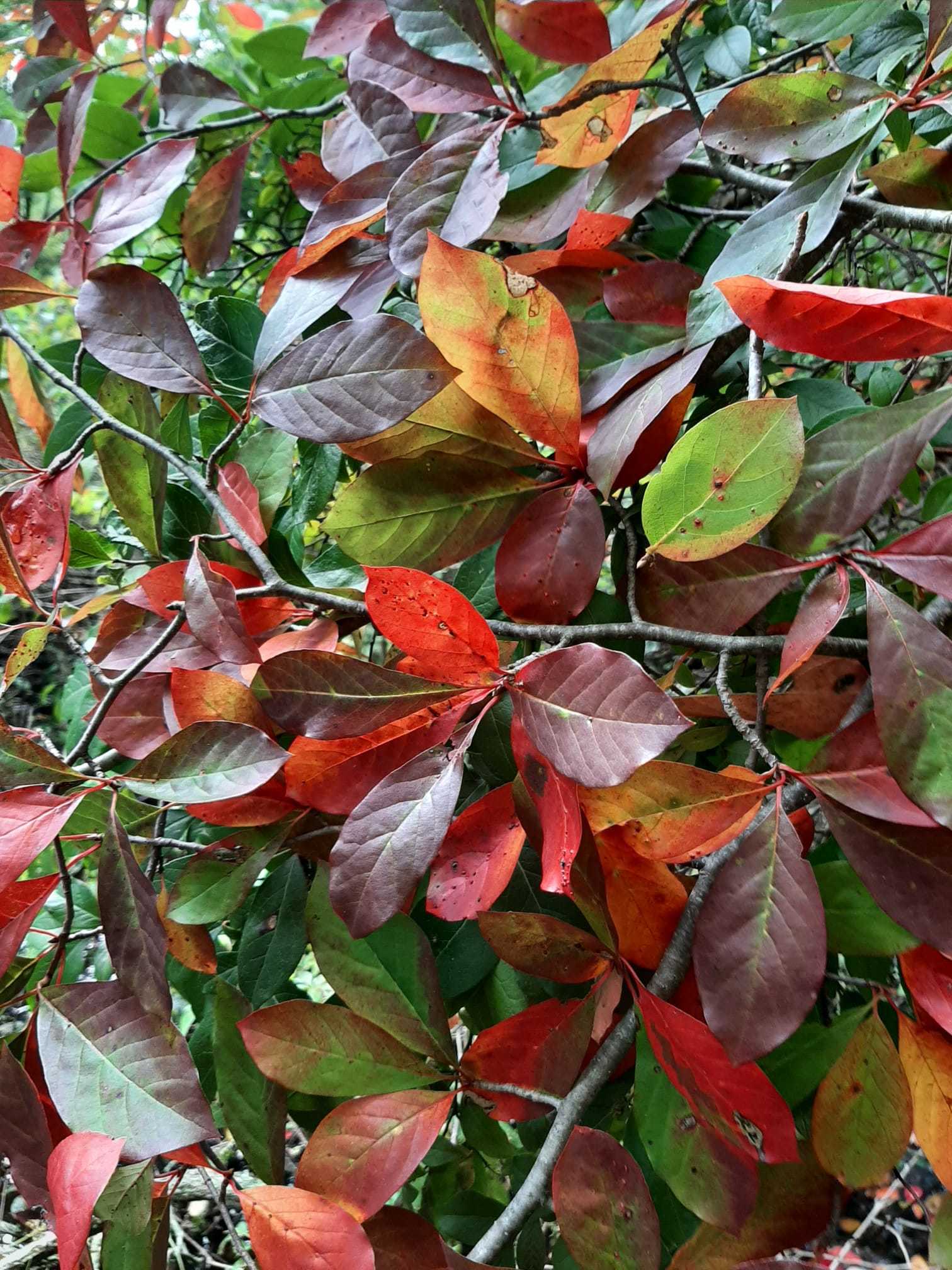 Black tupelo (*Nyssa* spp.)