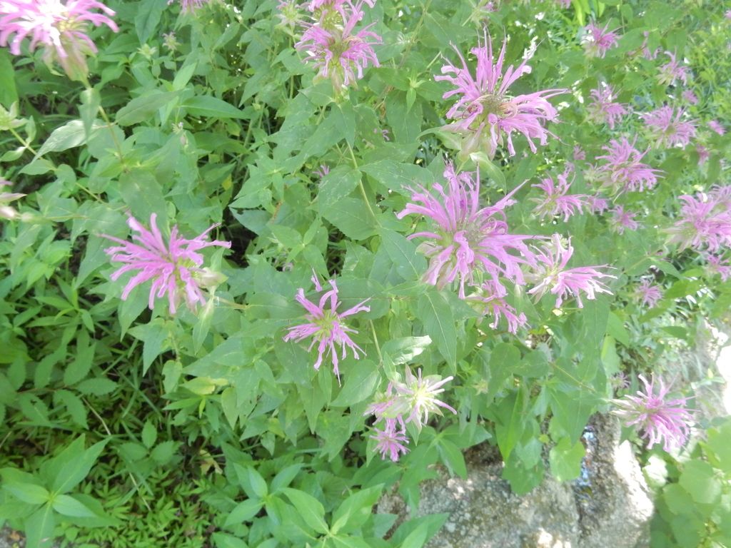 Bergamot (Monarda spp.)