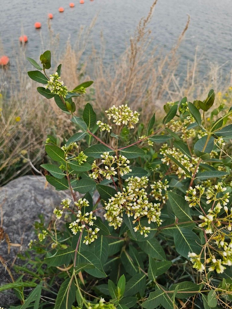 Dogbanes (Apocynum (genus))