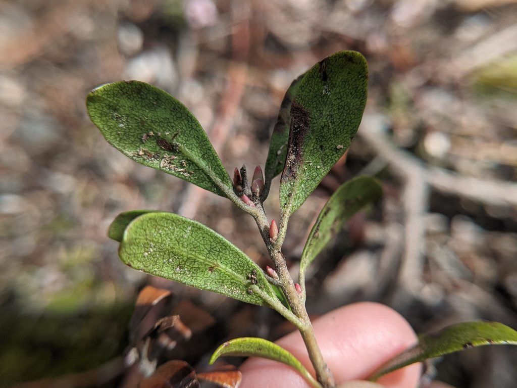 Kinnikinnick (Arctostaphylos spp.)