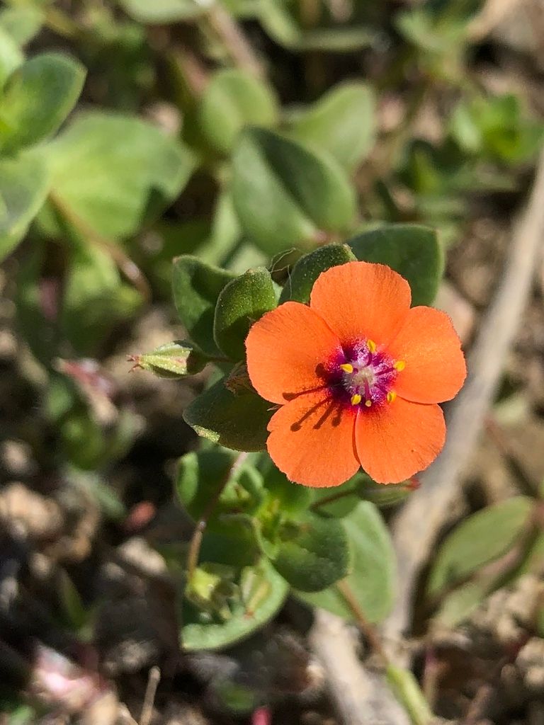 Loosestrifes (Lysimachia (native species))
