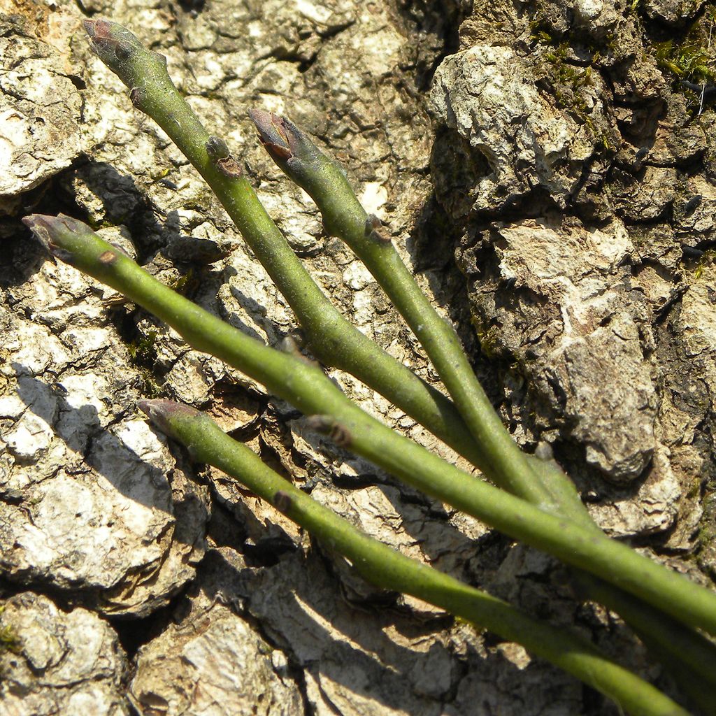 Sassafras (Sassafras spp.)