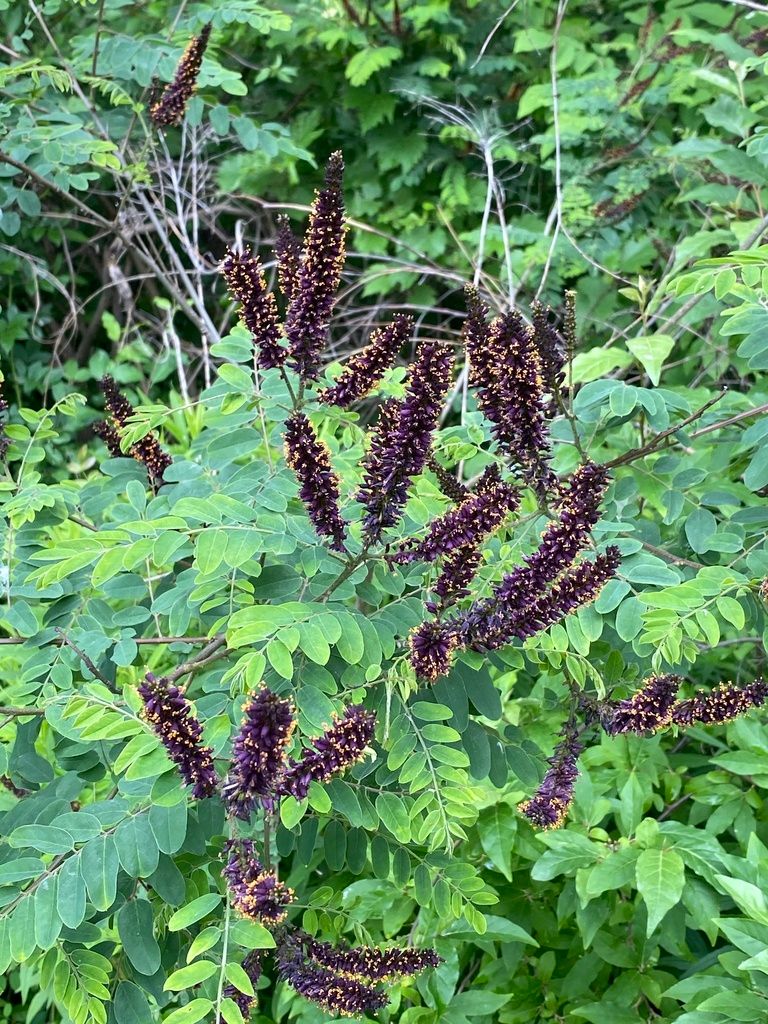 Indigo bush & relatives (Amorpha spp.)