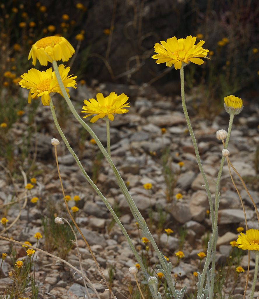 Marigolds (Baileya spp.)