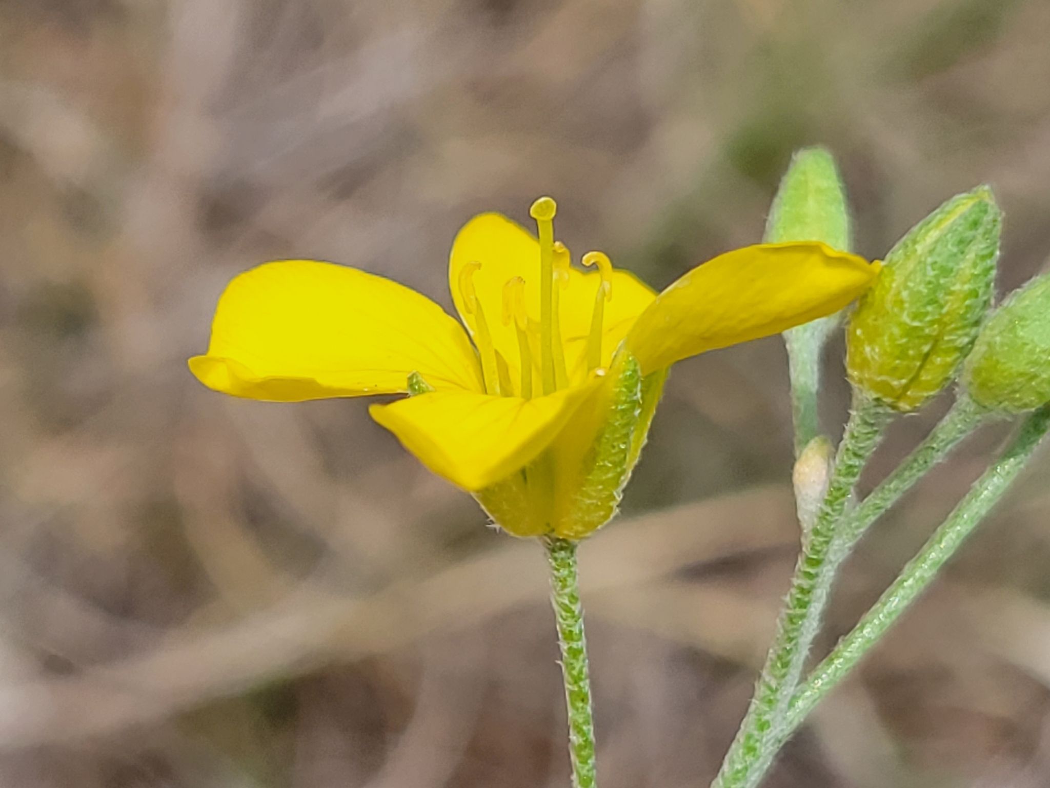 Bladderpods (*Physaria* (annual types; some species))
