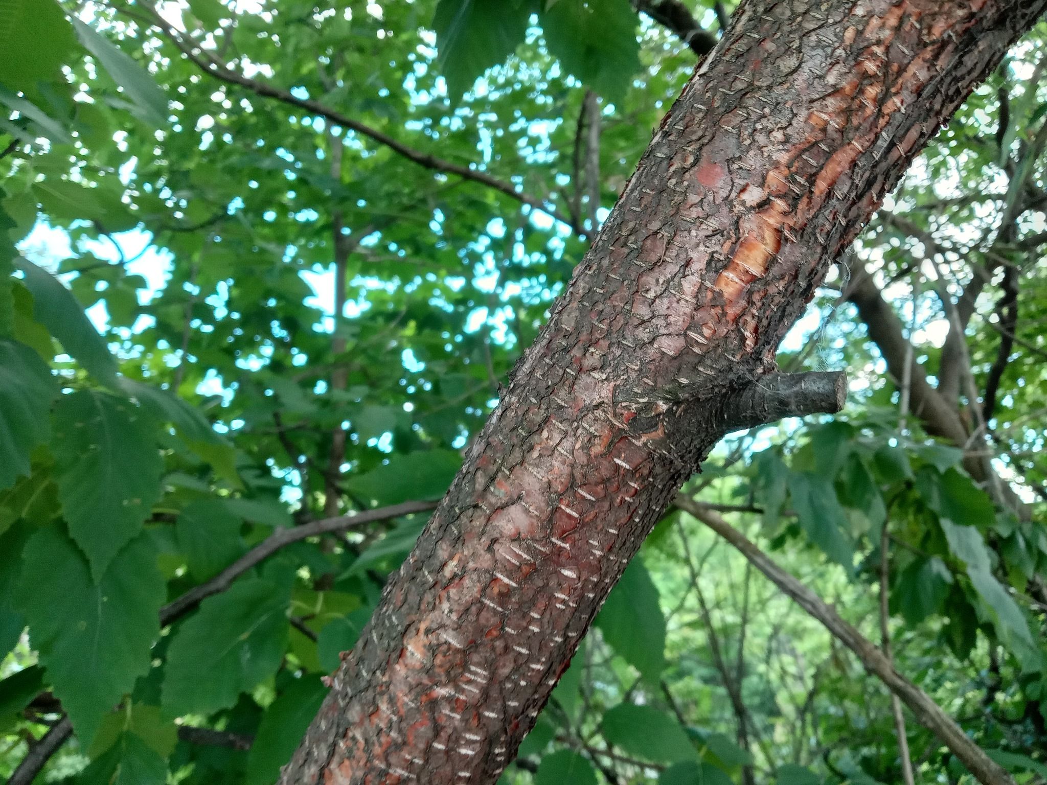 Birches (*Betula* (genus))