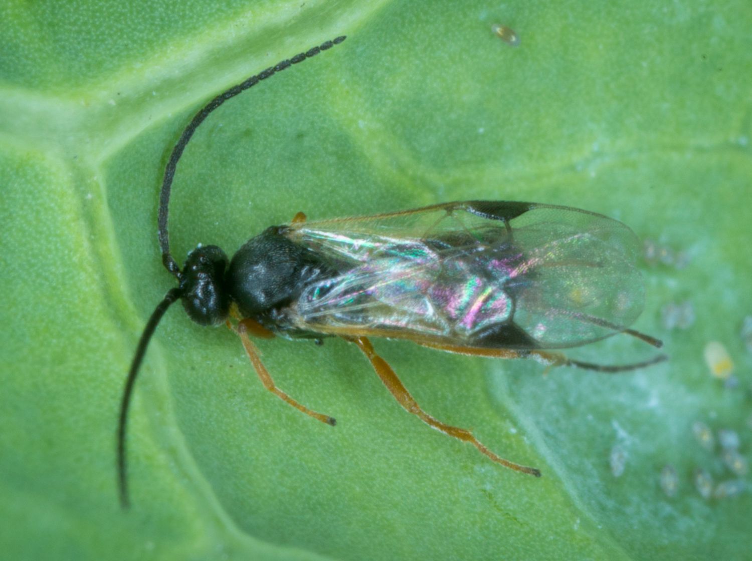 Braconid wasps (Family Braconidae)