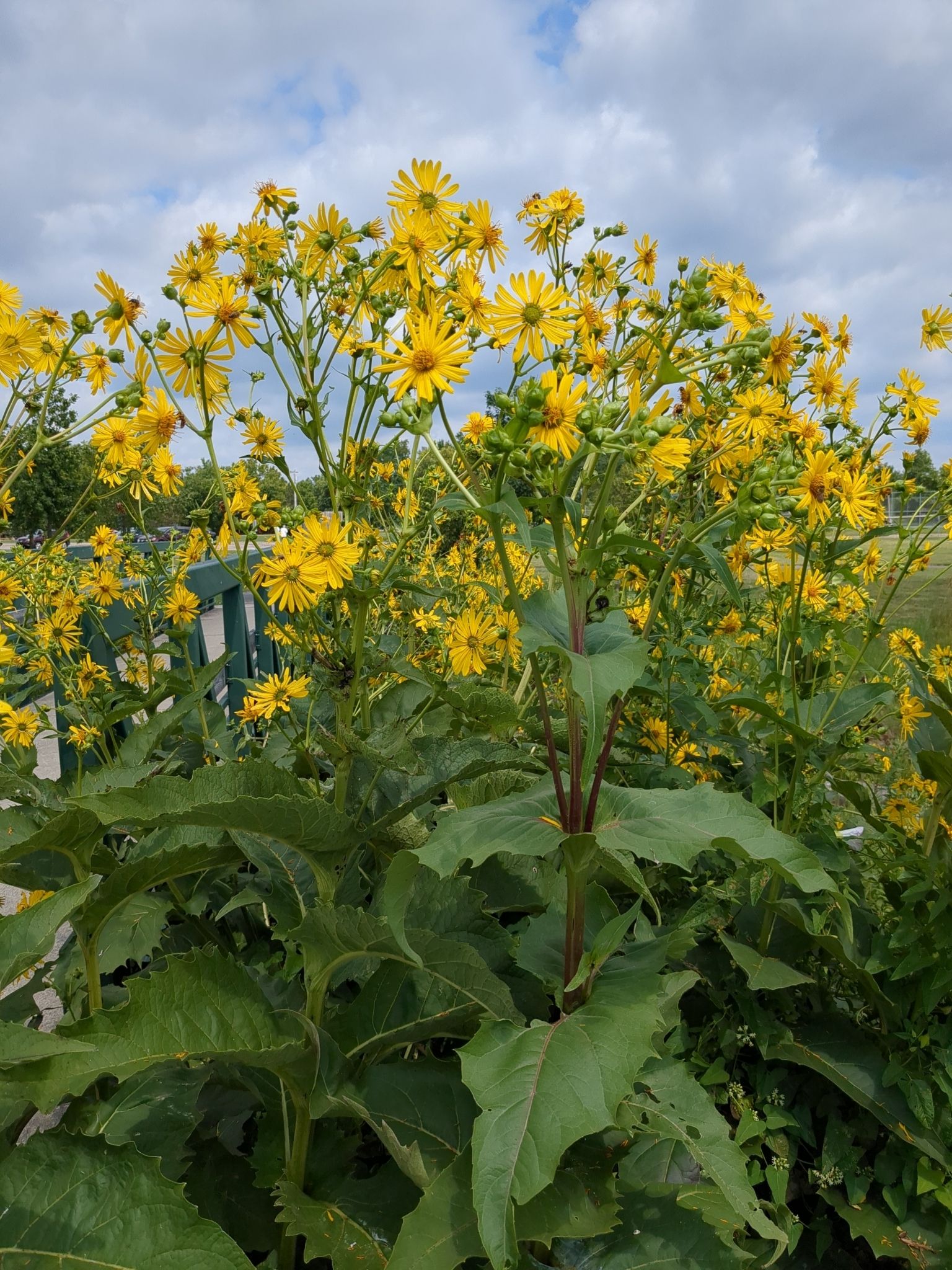 Wild sunflowers’ relatives (*Silphium*)