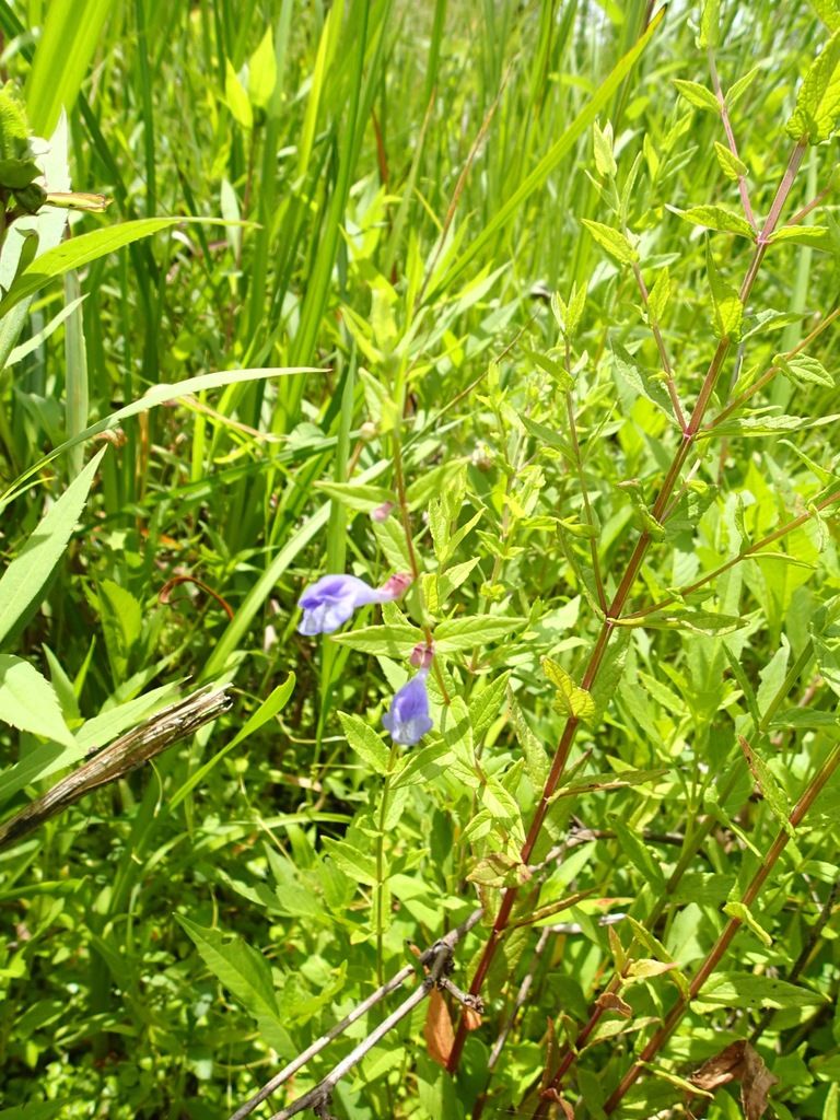 Skullcaps (Scutellaria (genus))
