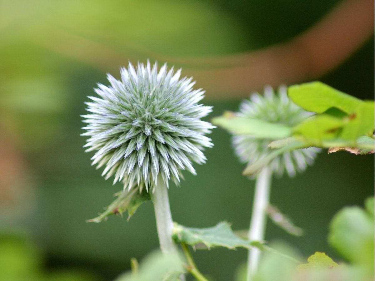 wildflowers-herbaceous-perennials-globe-thistles-native-relatives.jpg