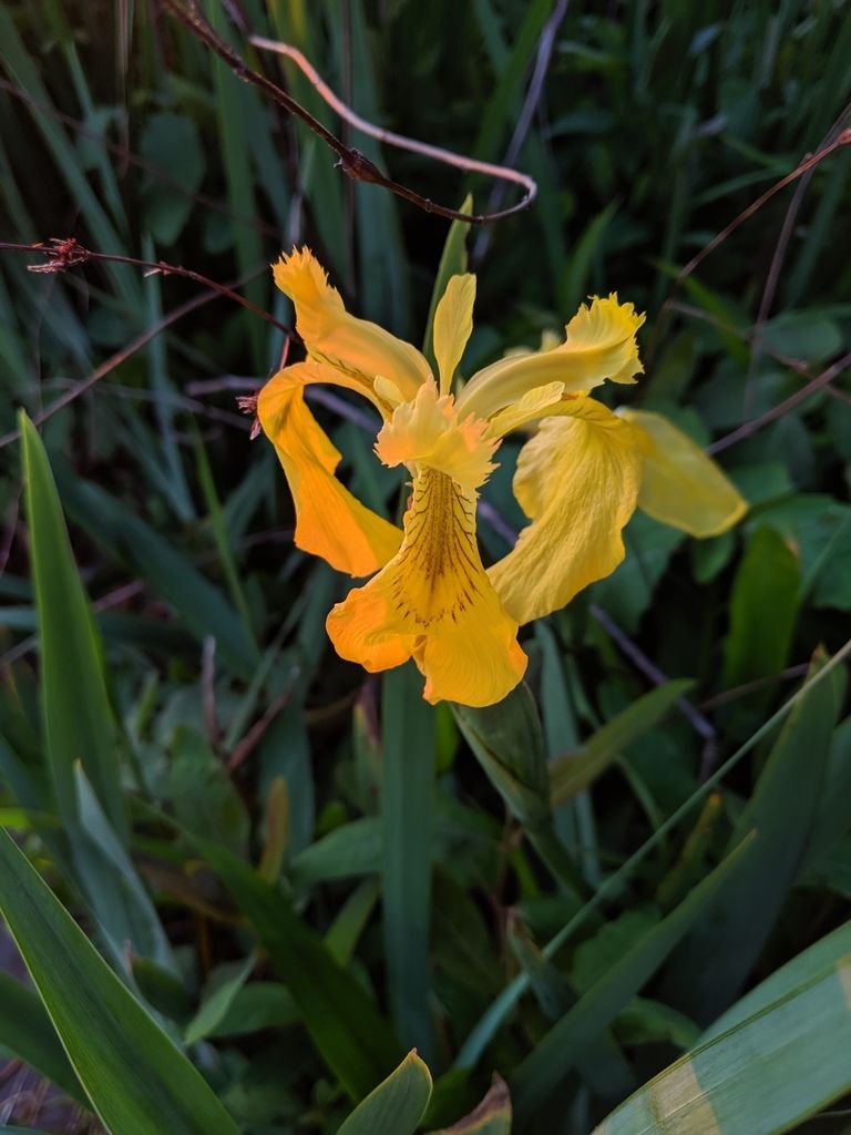 Irises (Iris (native species))
