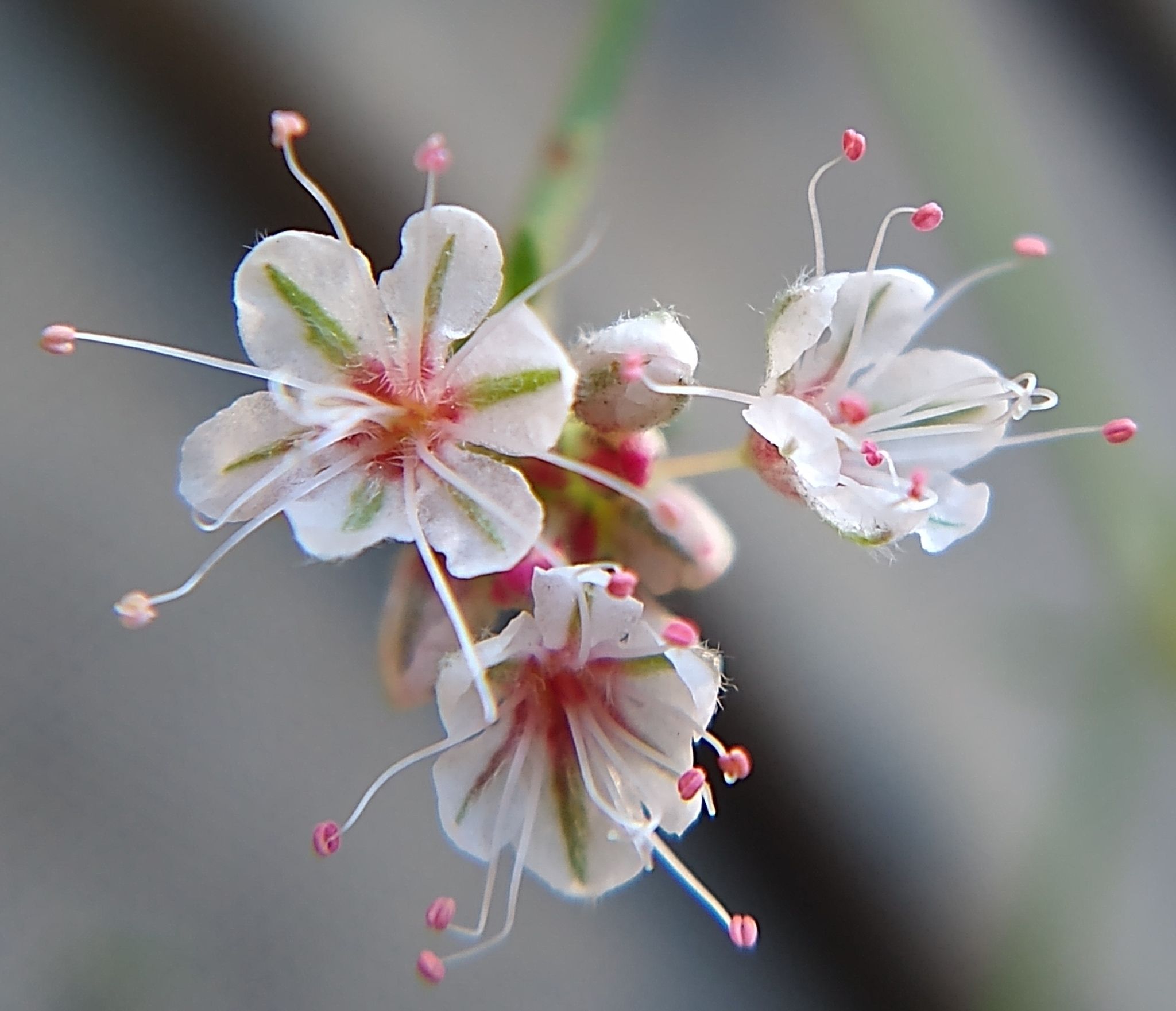 Wild buckwheats (*Eriogonum* (genus))