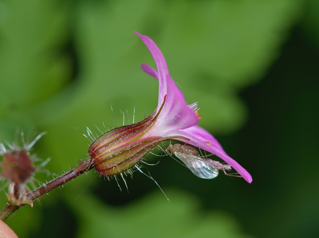 Wild geraniums (Geranium (genus))