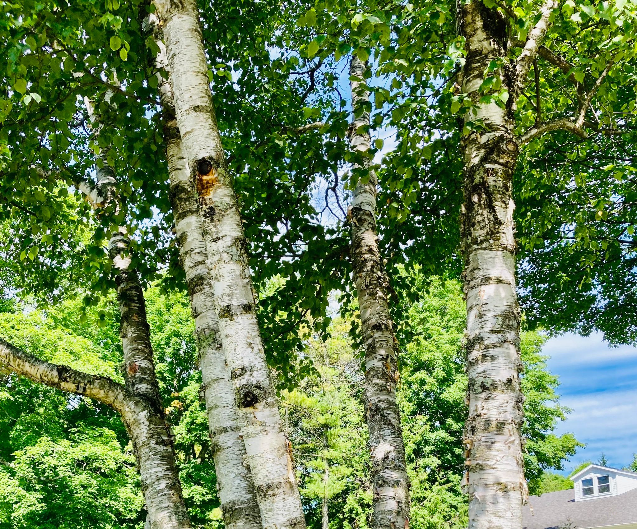 Birches (*Betula* (genus))