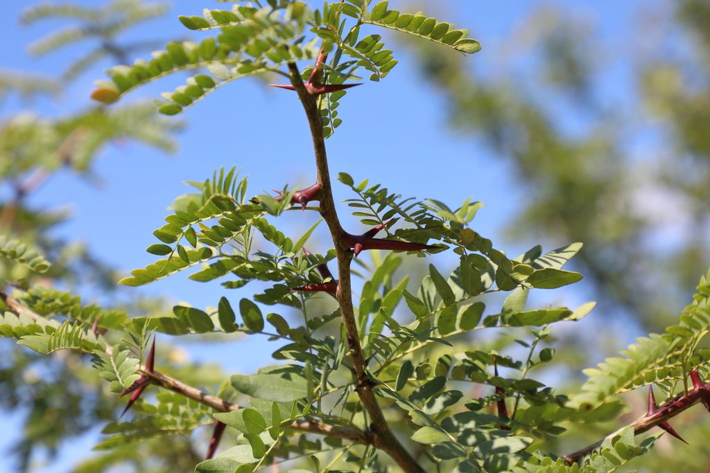 Acacias (Vachellia spp. & Senegalia spp.)