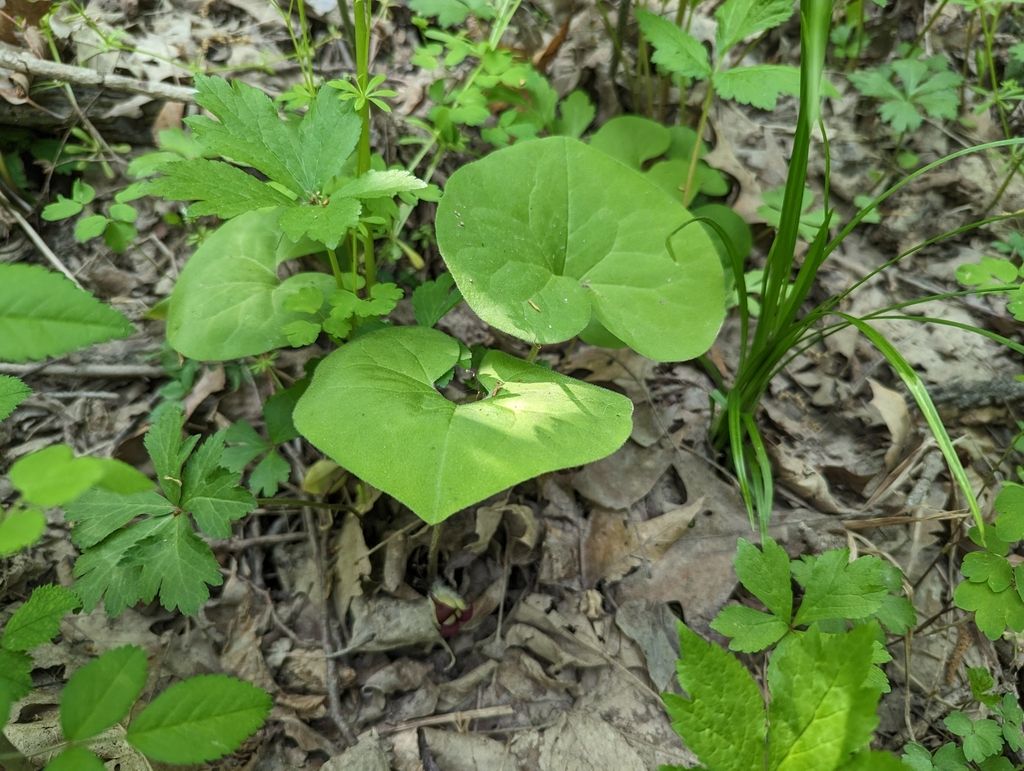 Wild gingers (Asarum (genus))