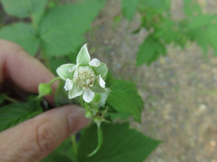 Blackberries & raspberries (Rubus (genus))