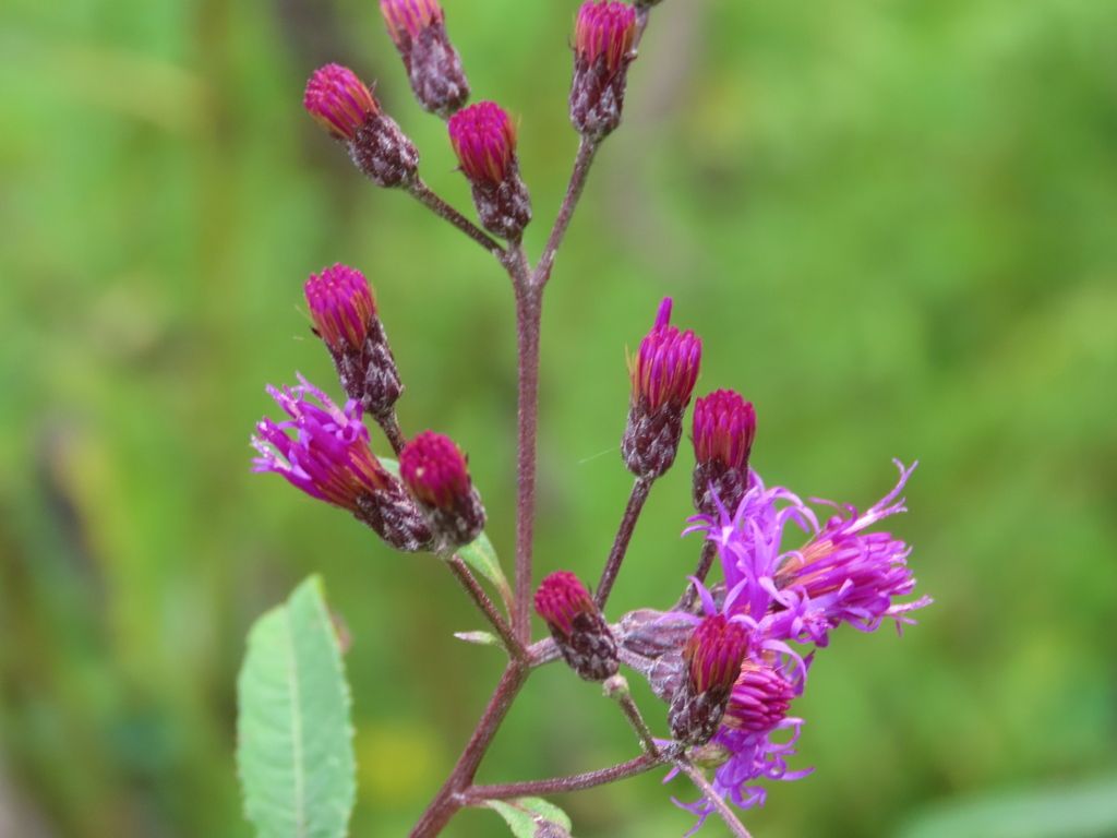 Ironweeds (*Vernonia* (genus))