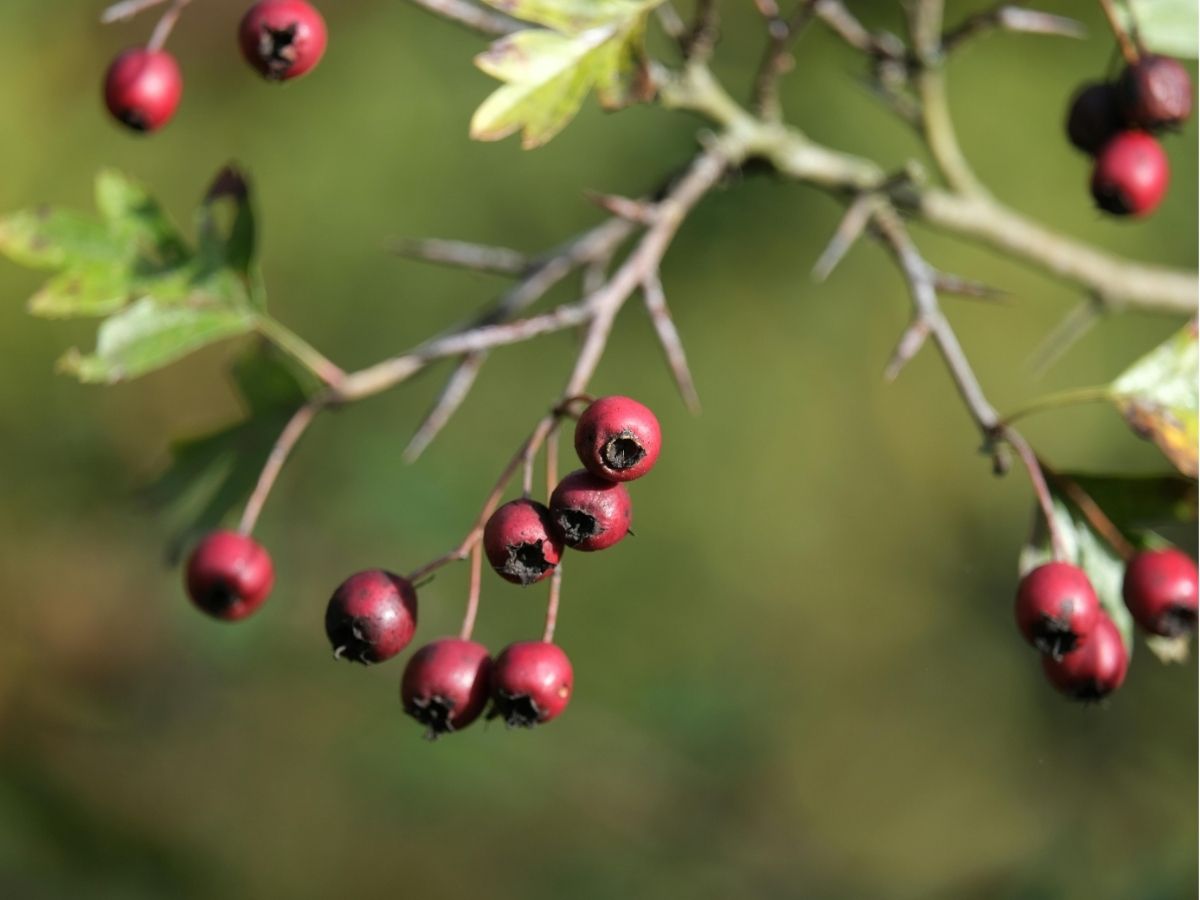trees-hawthorns (3).jpg