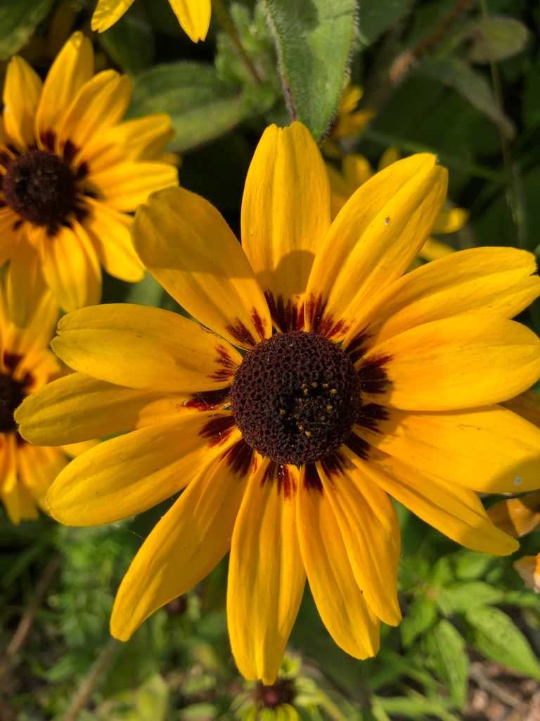 Rudbeckias (Rudbeckia spp.)