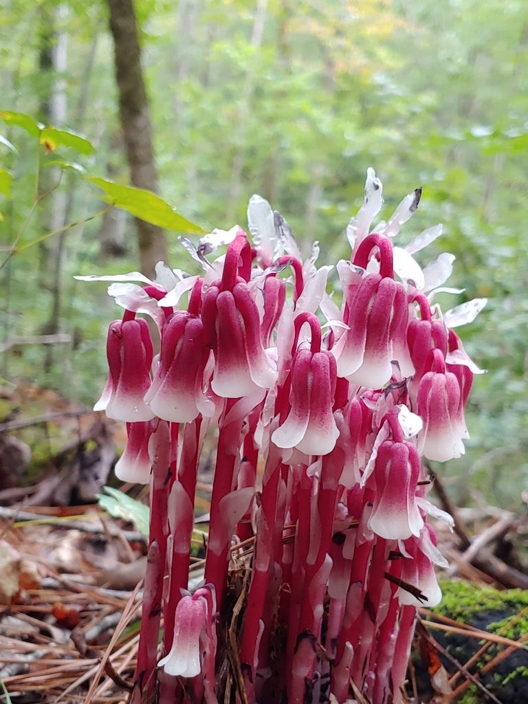 Heaths (native) (Ericaceae (family; various native species))