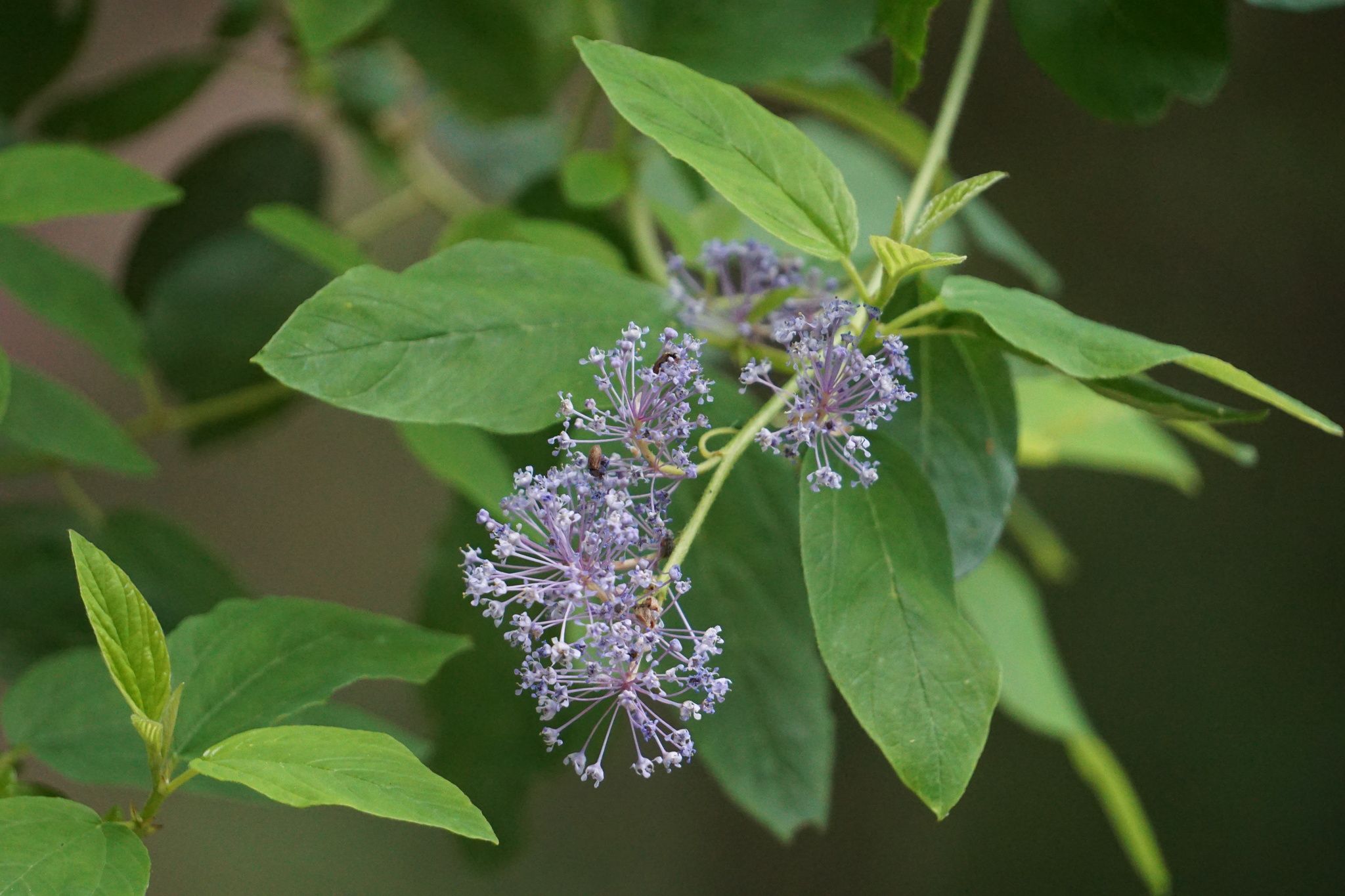 California lilac (*Ceanothus* spp.)