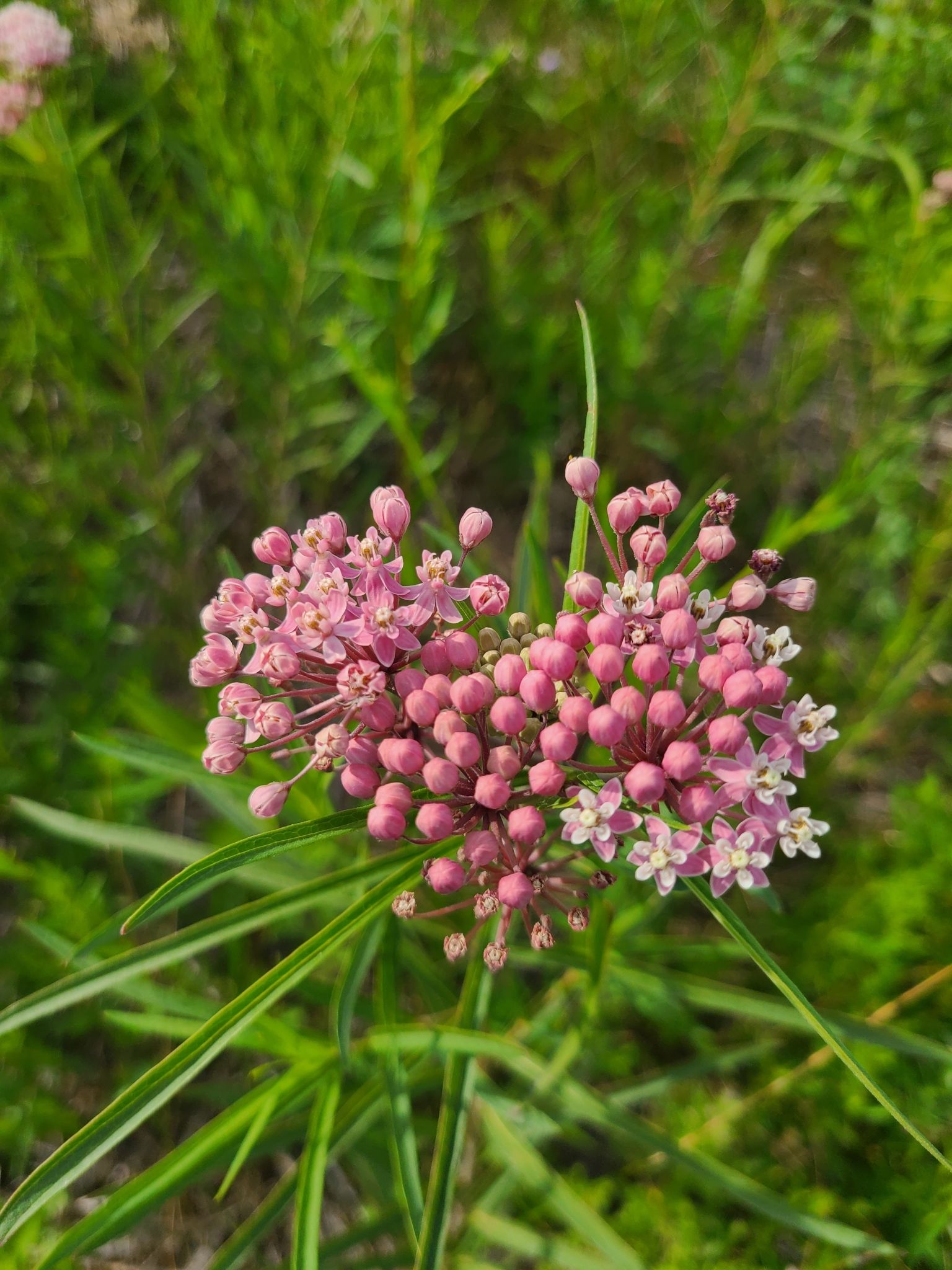Milkweed relatives in wetlands (*Asclepias* (wetland species))