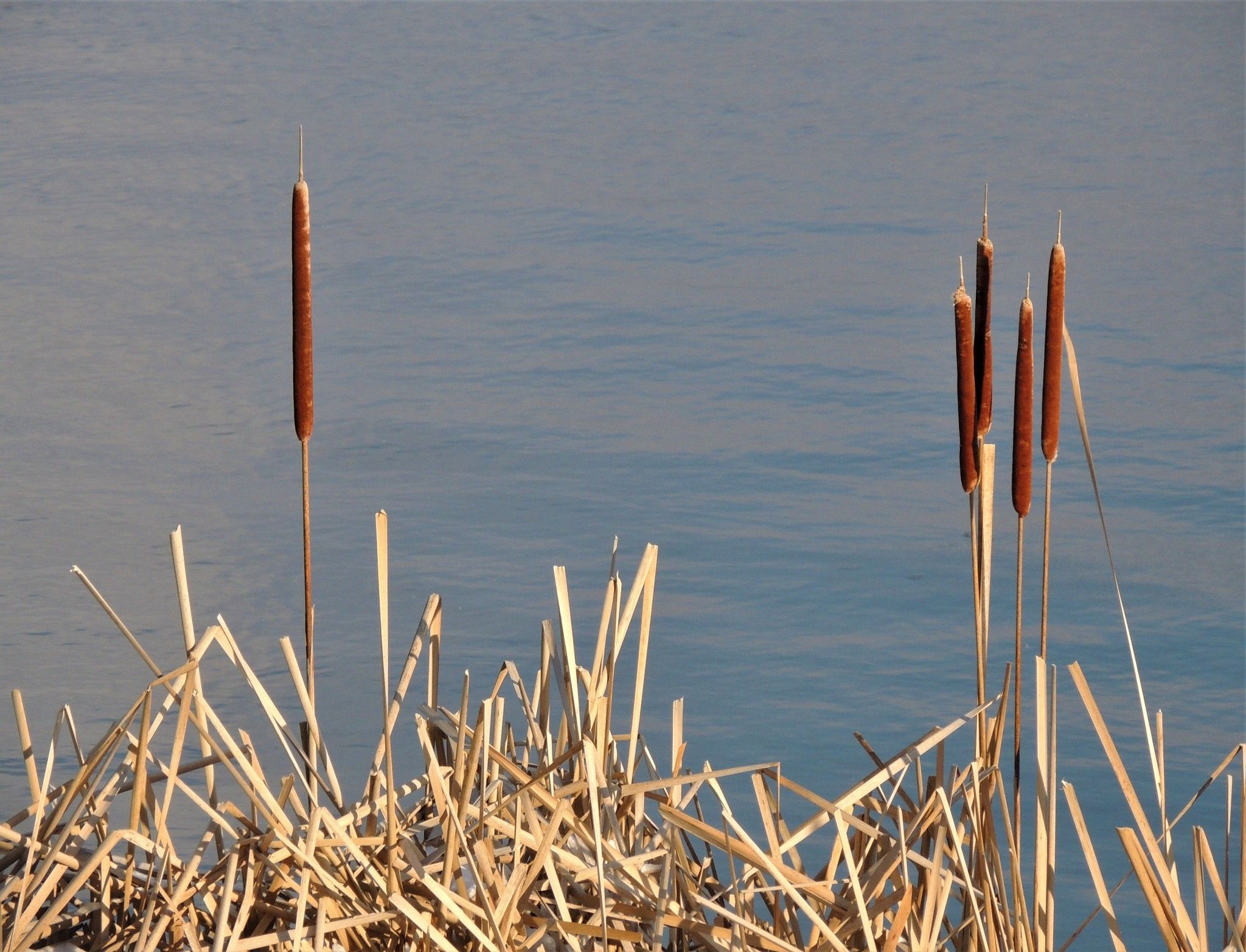 Cattails (*Typha* spp.)