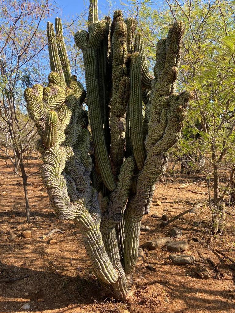Organ pipe & relatives (Stenocereus (genus))