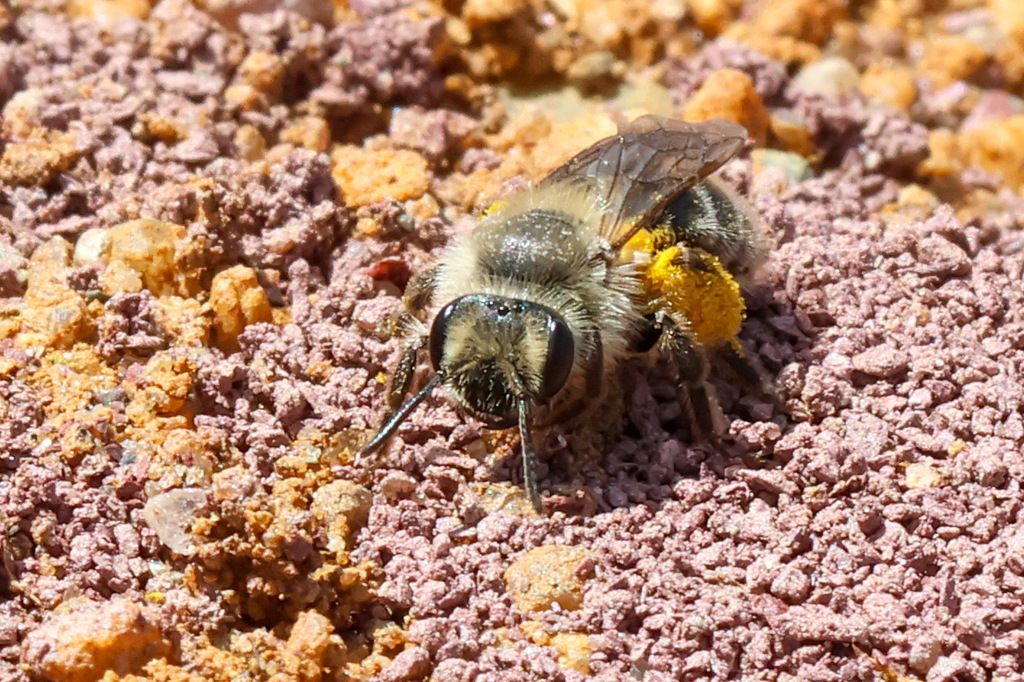 Mining bees (Genus Andrena)
