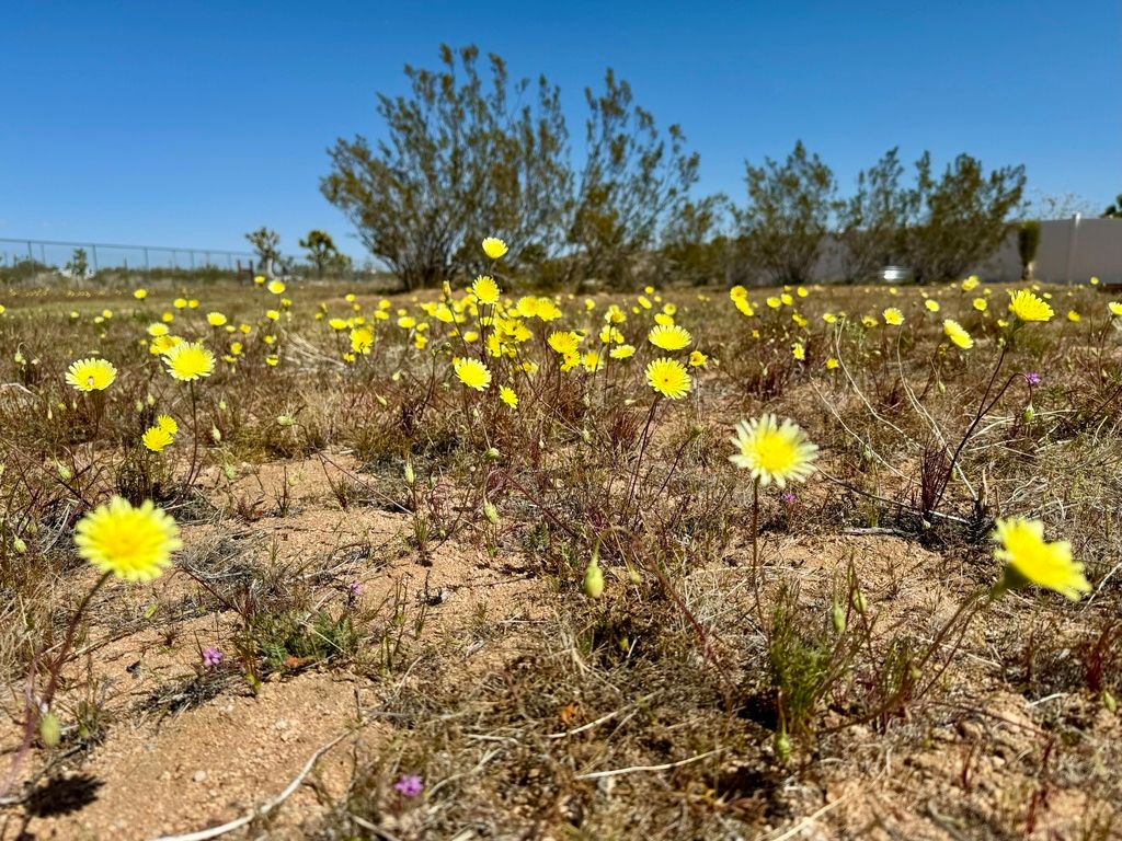 Desert dandelion relatives (Malacothrix (and allies))