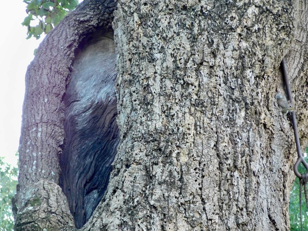 Tulip tree (Liriodendron tulipifera)