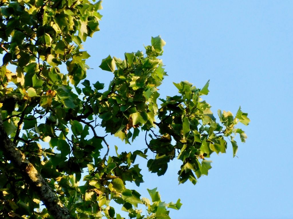 Tulip tree (Liriodendron tulipifera)