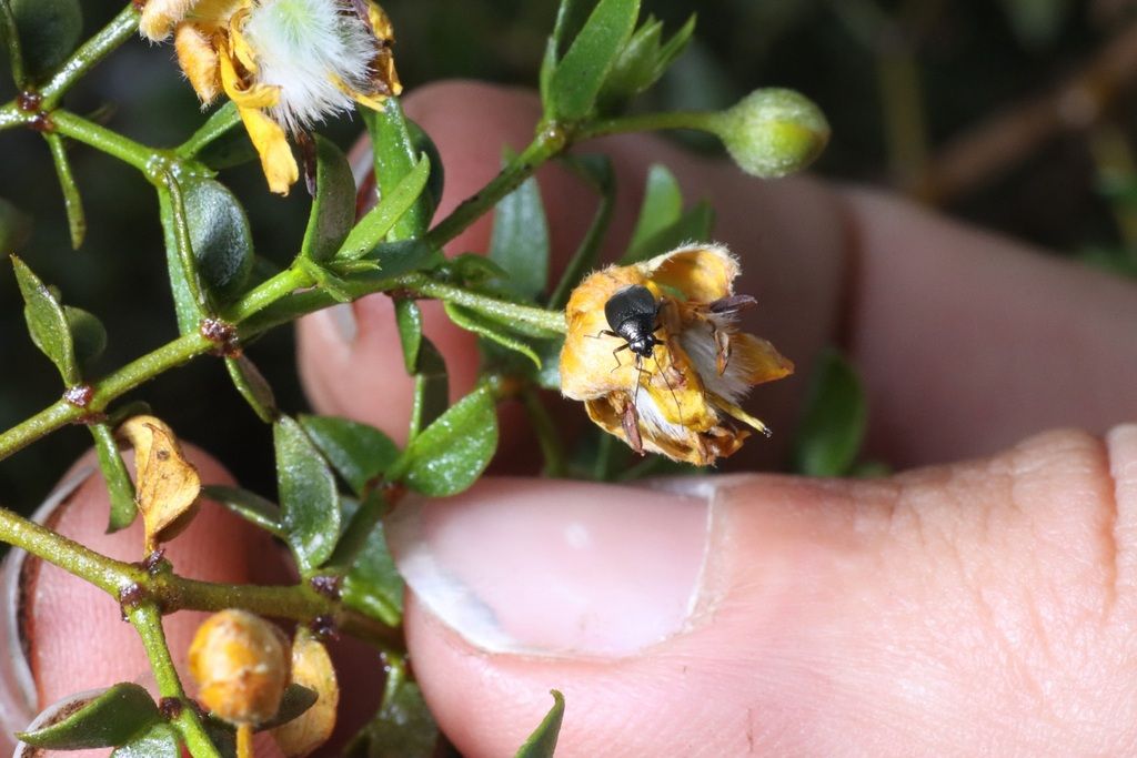 Creosote bush (Larrea spp.)