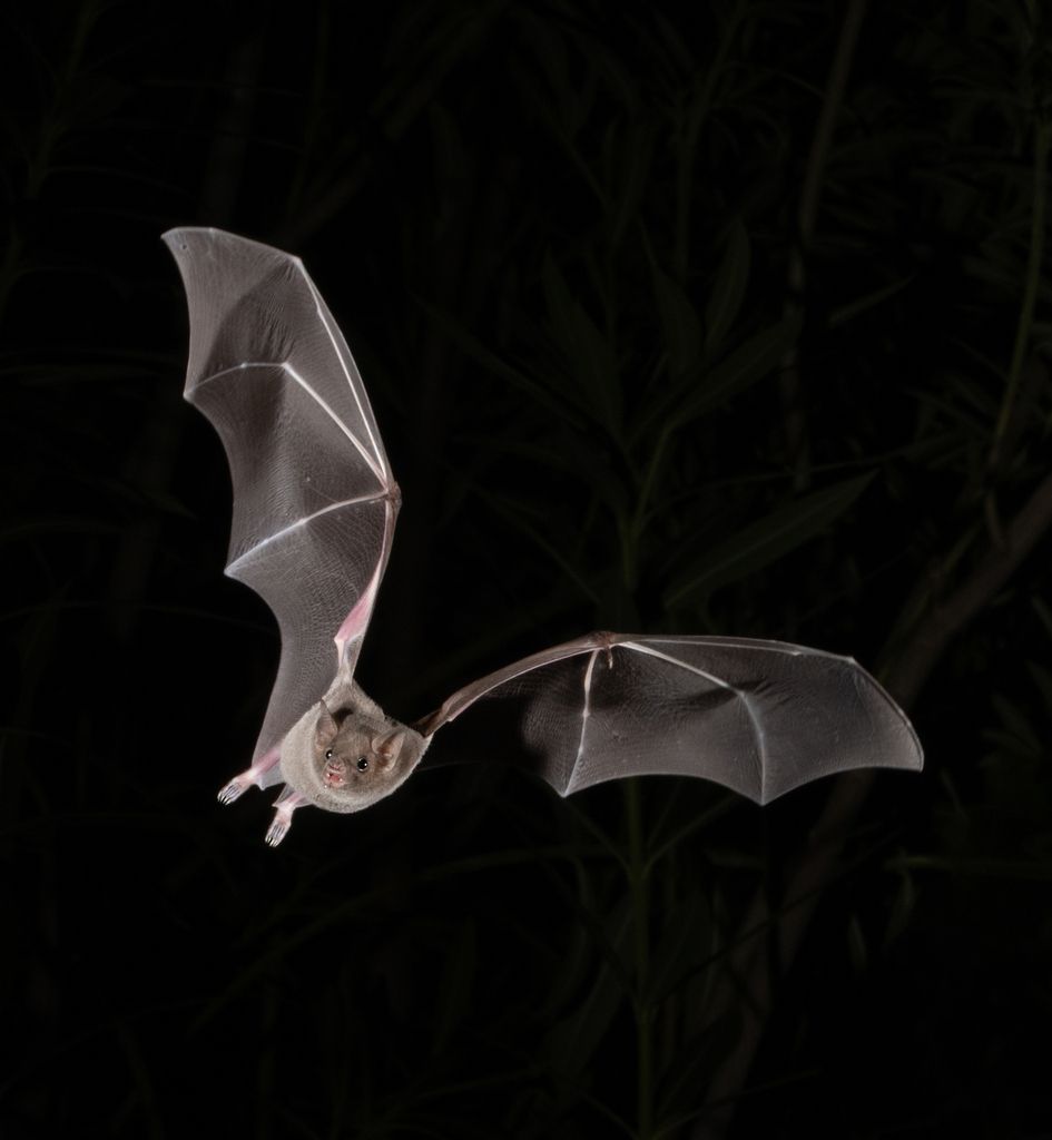 Long-nosed bats (Genus Leptonycteris)