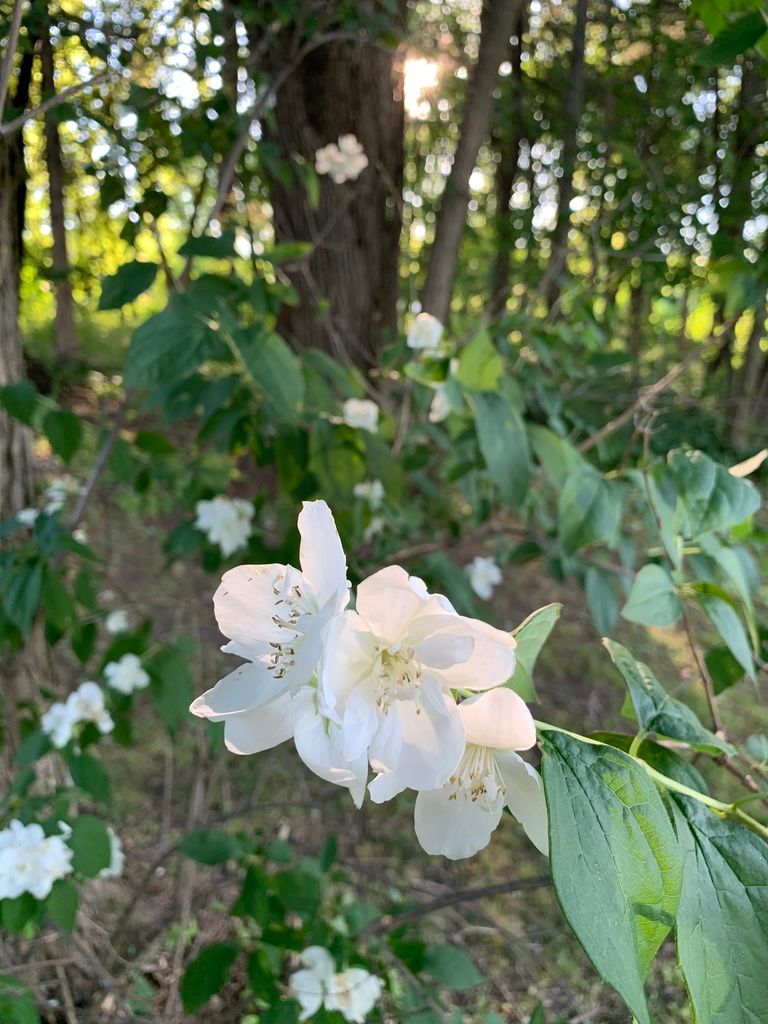 Mock oranges (Philadelphus spp.)